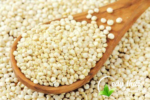 Ý dĩ được điều chế thành thuốc chữa bệnh